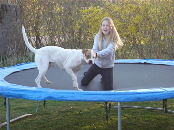 Amerikansk bulldog Chanell billede 16