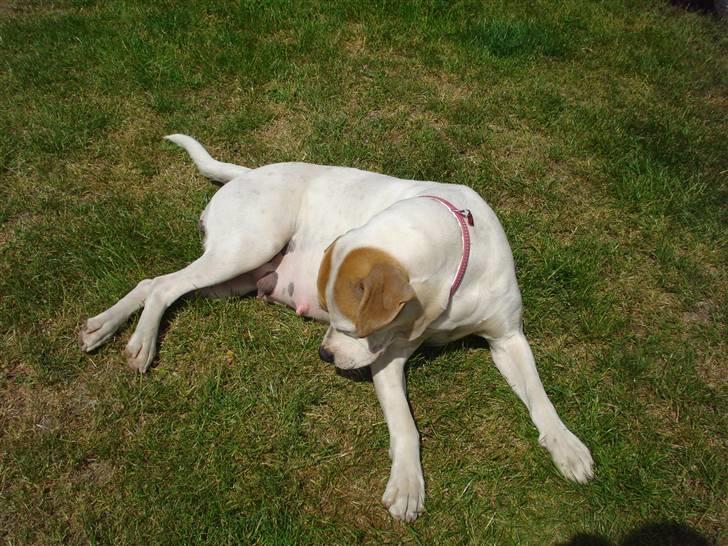 Amerikansk bulldog Chanell billede 18