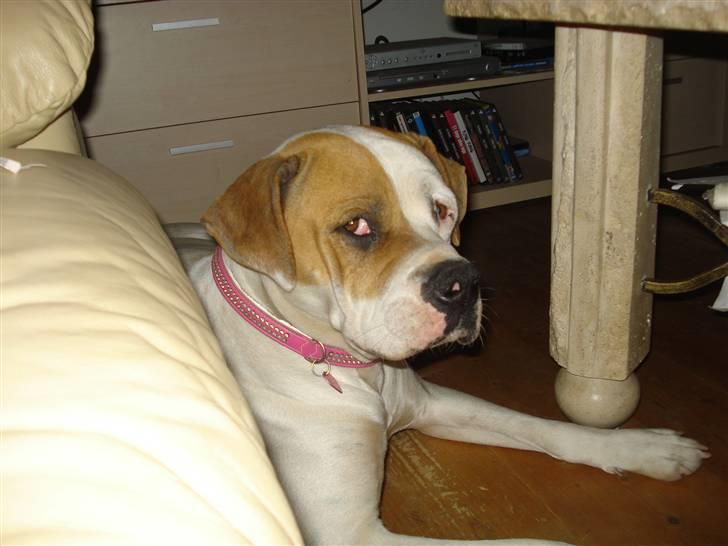 Amerikansk bulldog Chanell billede 19