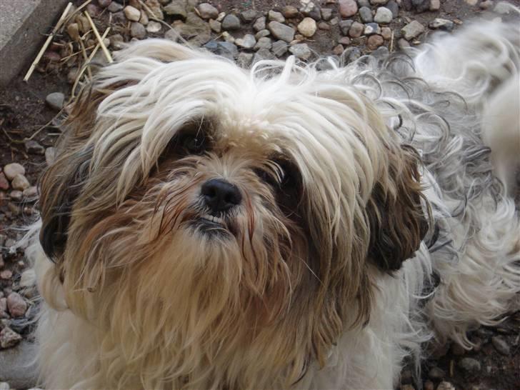 Blanding af racer Kenzo - Sådan ser Kenzo ud når han ikke er blevet klippet.. billede 9