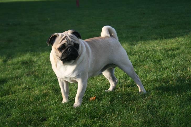 Mops Cosmo - Mors dreng :) billede 12