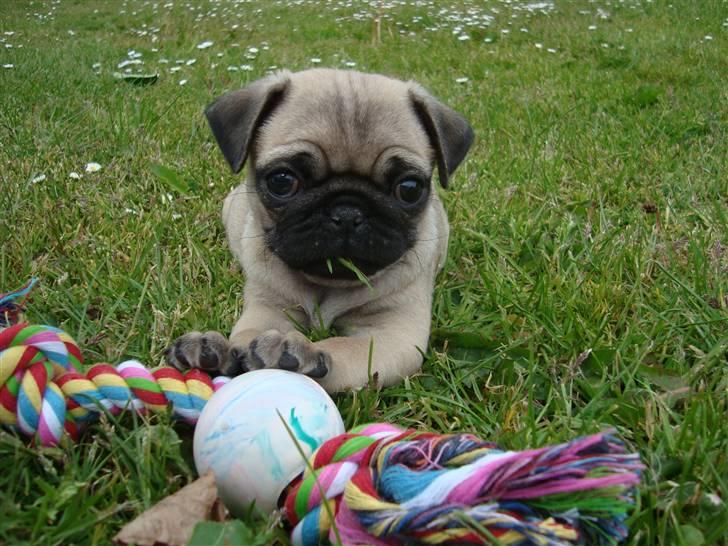 Mops Cosmo - Cosmo 8 uger gammel billede 22