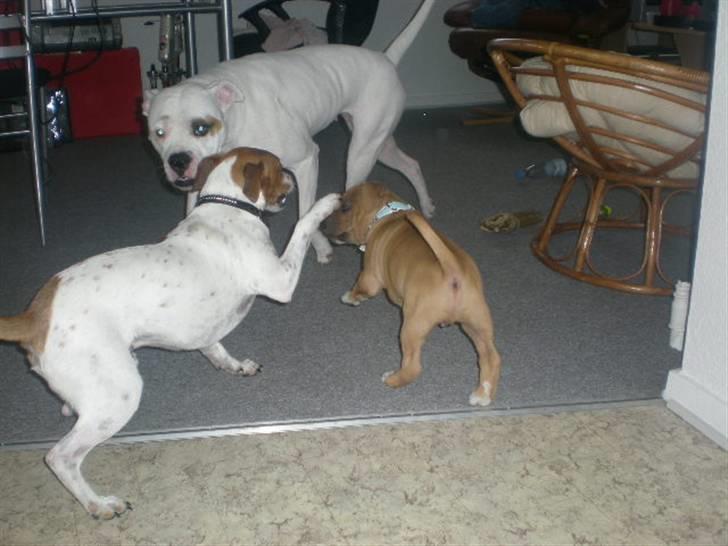 Amerikansk staffordshire terrier Armani  *Solgt* billede 5