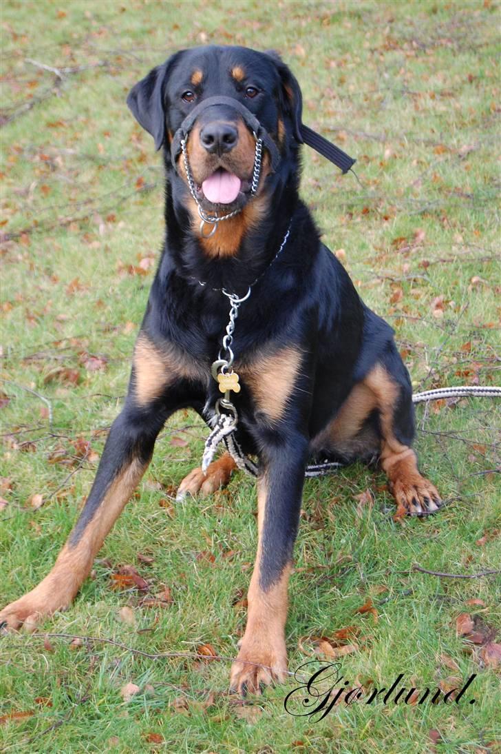 Rottweiler Bob - fotograf: Karoline Gjørlund billede 1