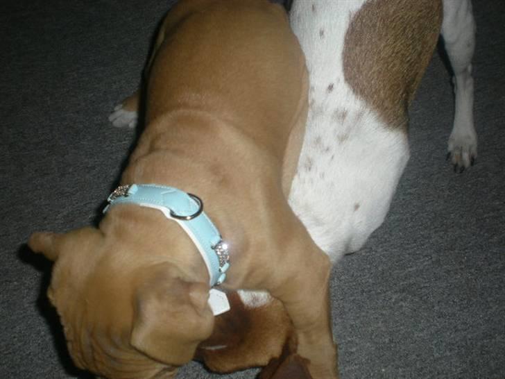 Amerikansk staffordshire terrier Armani  *Solgt* billede 6