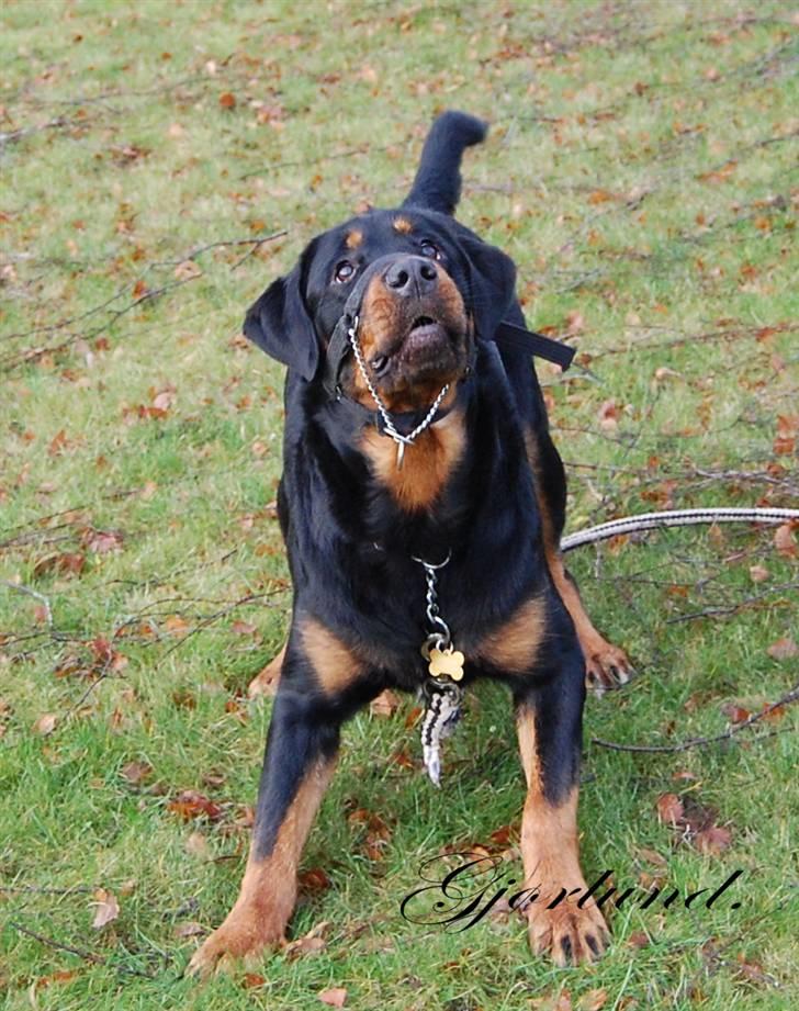 Rottweiler Bob - fotograf: Karoline Gjørlund billede 2