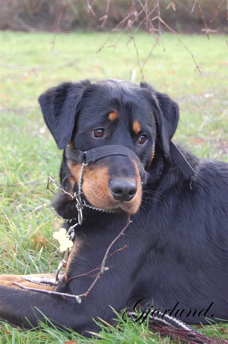 Rottweiler Bob - fotograf: Karoline Gjørlund billede 3