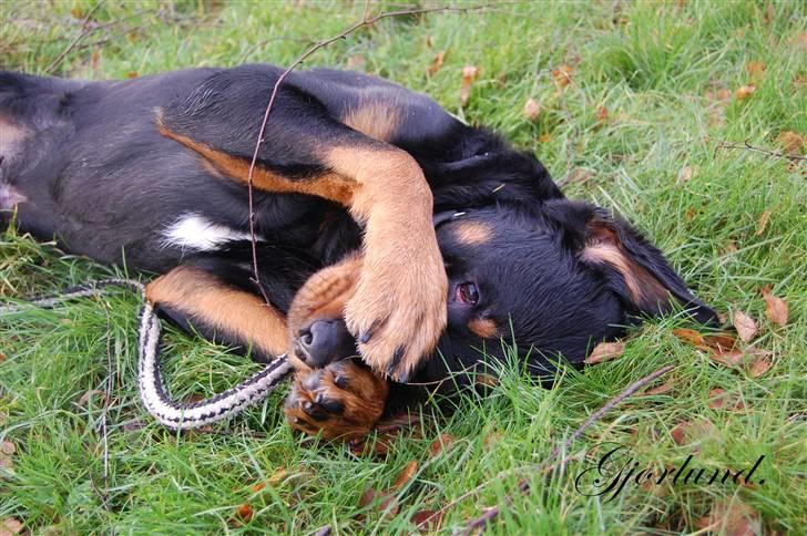 Rottweiler Bob - fotograf: Karoline Gjørlund billede 4