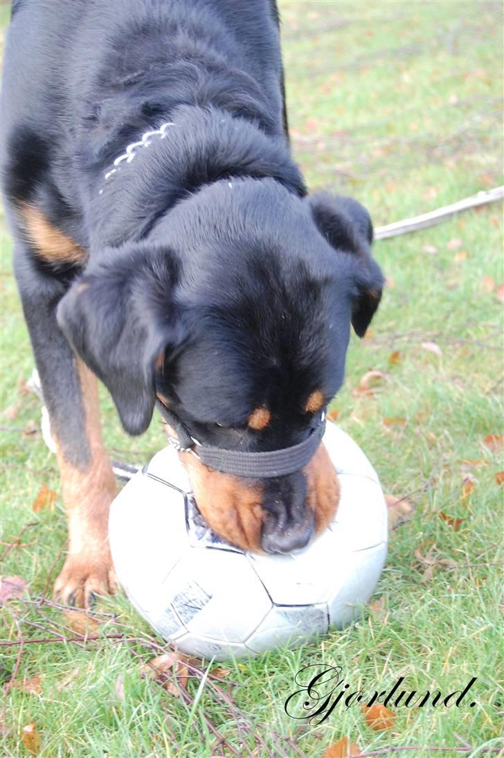 Rottweiler Bob - fotograf: Karoline Gjørlund billede 5