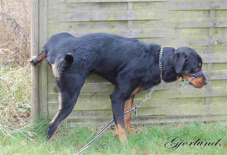 Rottweiler Bob - fotograf: Karoline Gjørlund billede 6
