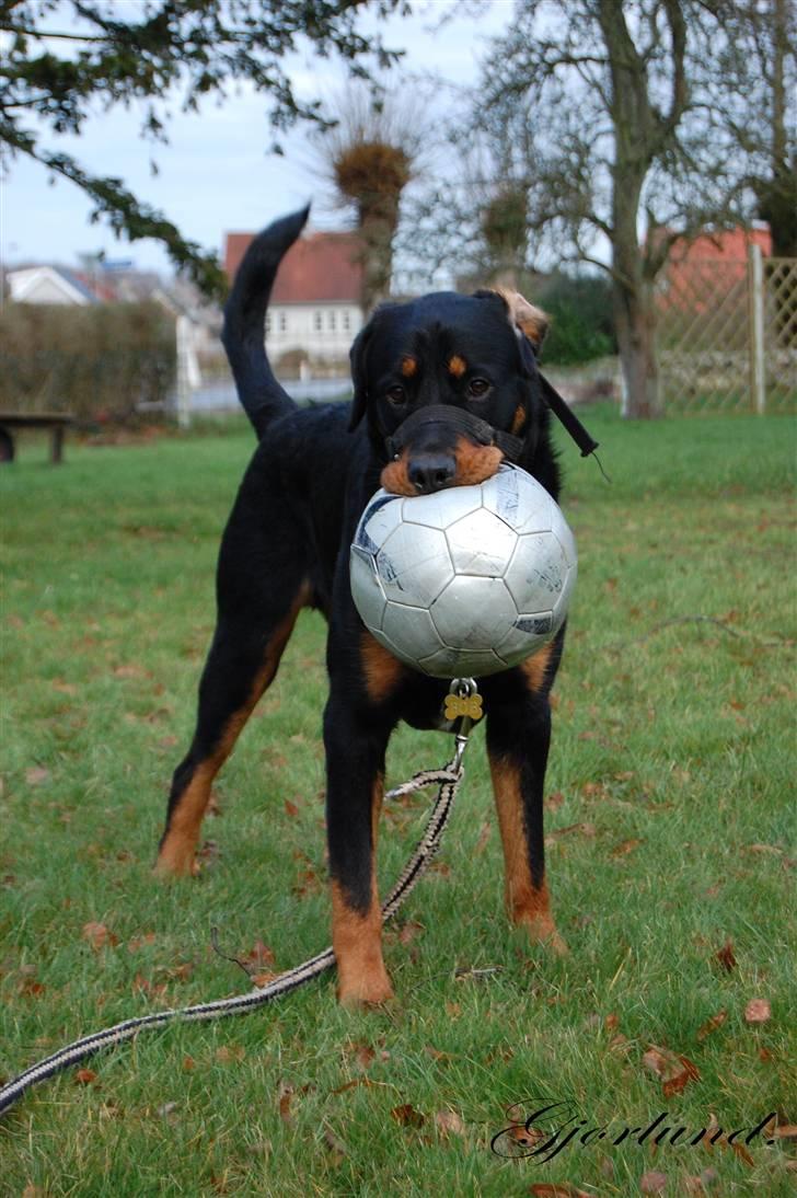 Rottweiler Bob - fotograf: Karoline Gjørlund billede 7