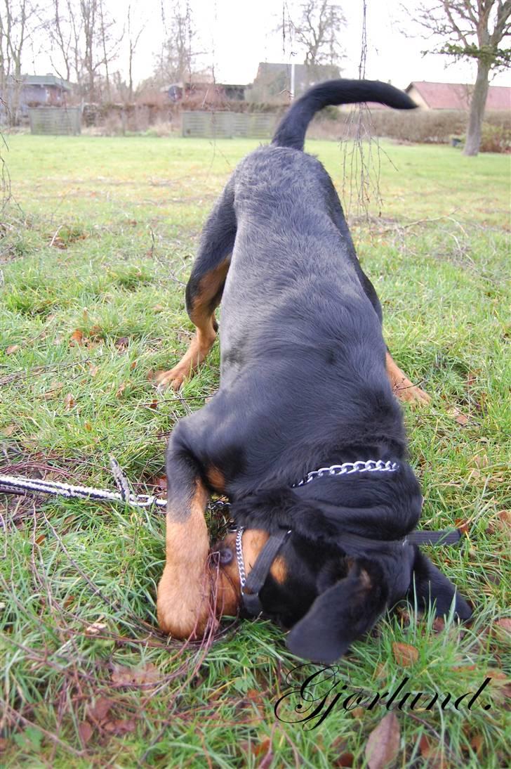 Rottweiler Bob - fotograf: Karoline Gjørlund billede 8
