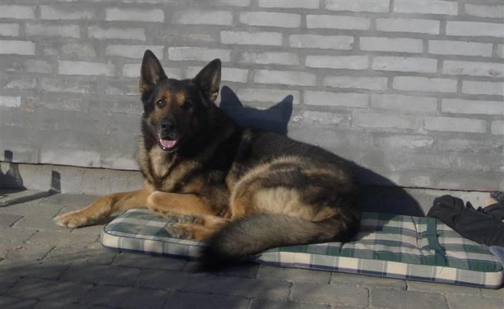Schæferhund King   R.I.P. 15-07-09 billede 11