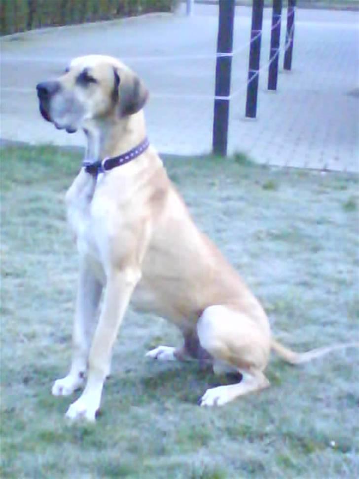 Grand danois GIMLI **HIMMELHUND** - Lidt majestætisk har man vel lov til se ud... billede 8