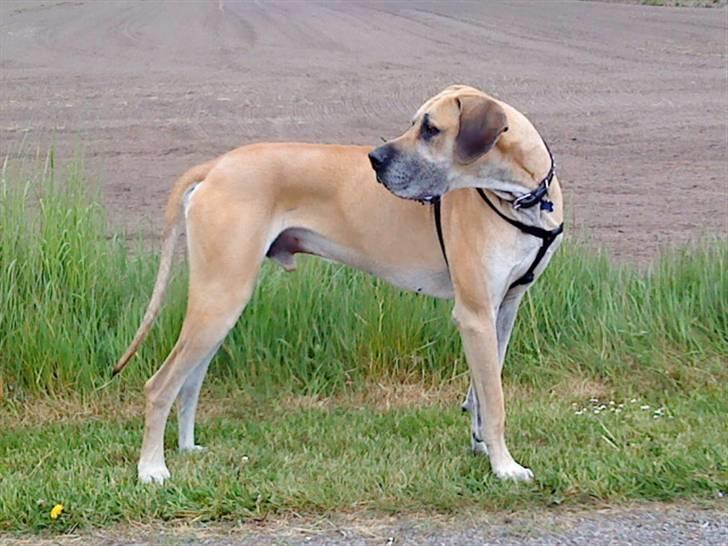 Grand danois GIMLI **HIMMELHUND** - der skal lige holdes øje med det hele... billede 9