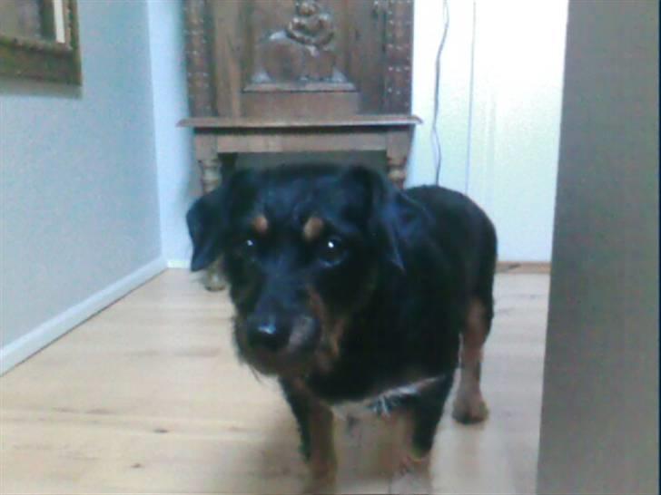 Blanding af racer Molly billede 1