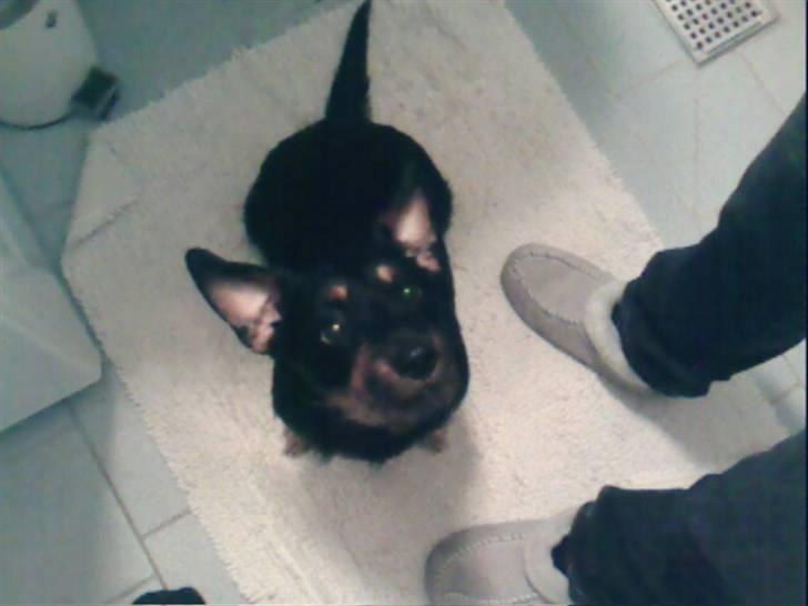 Blanding af racer Molly billede 2