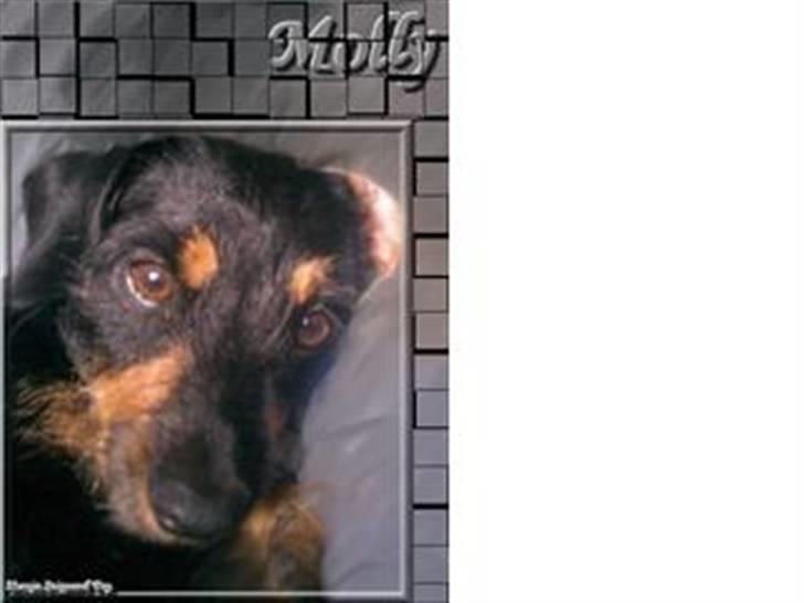 Blanding af racer Molly billede 3