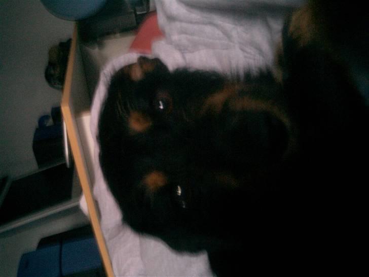 Blanding af racer Molly billede 4