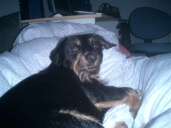 Blanding af racer Molly billede 5