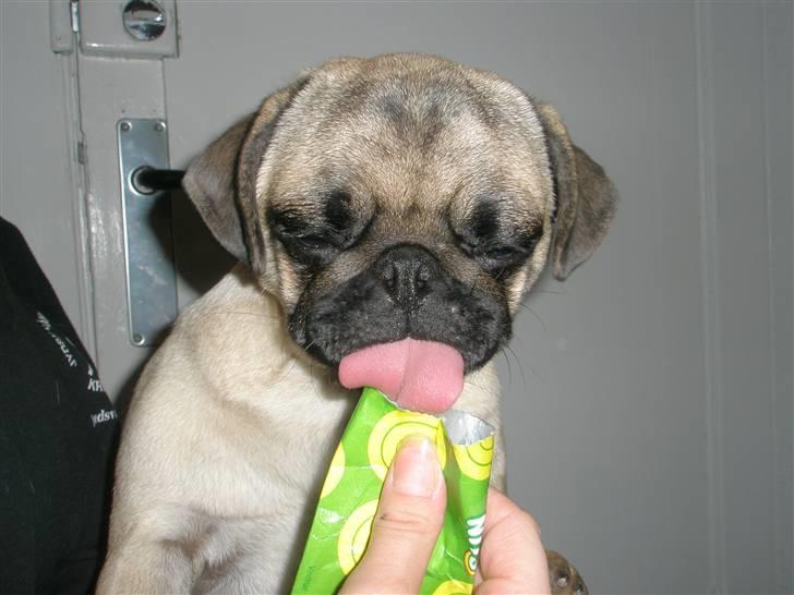 Mops Rosa billede 14