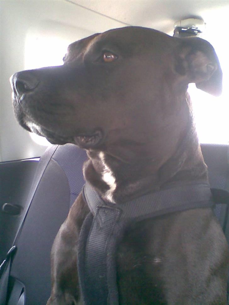 Amerikansk staffordshire terrier Hustler  billede 1