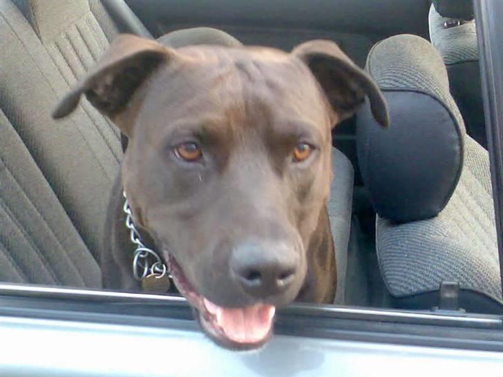 Amerikansk staffordshire terrier Hustler  billede 2