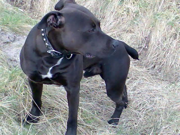 Amerikansk staffordshire terrier Hustler  billede 3