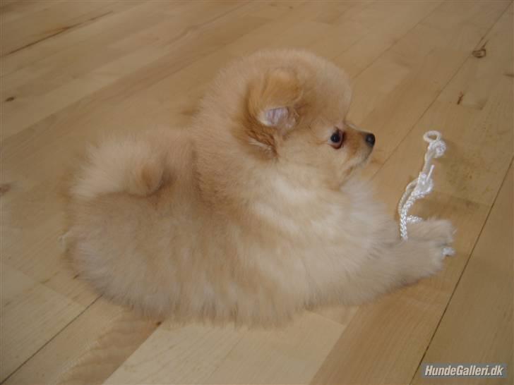 Pomeranian Svendsen billede 10