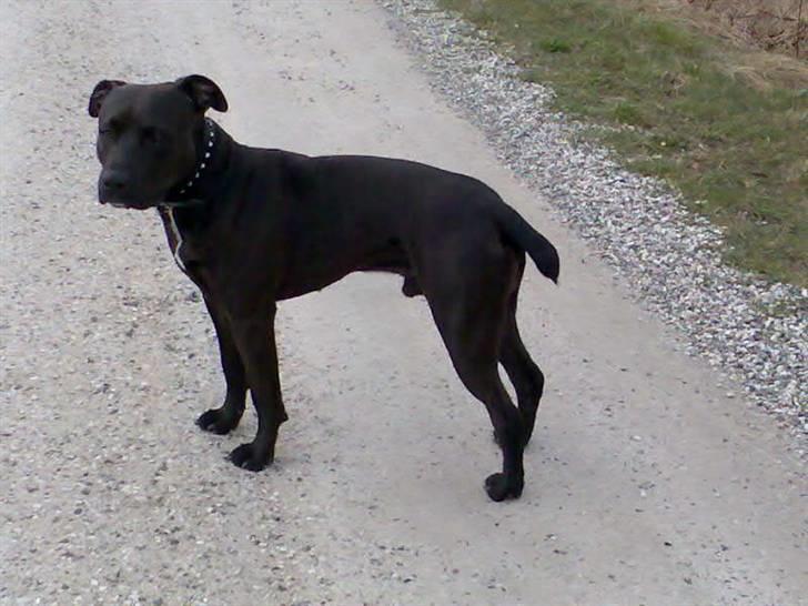 Amerikansk staffordshire terrier Hustler  billede 4