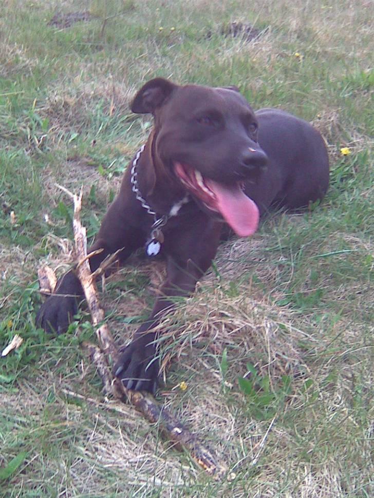 Amerikansk staffordshire terrier Hustler  billede 5