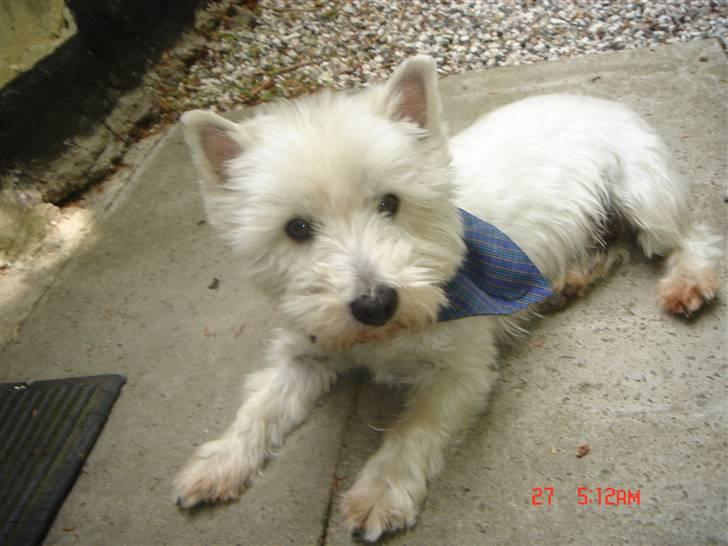 West highland white terrier walter billede 15