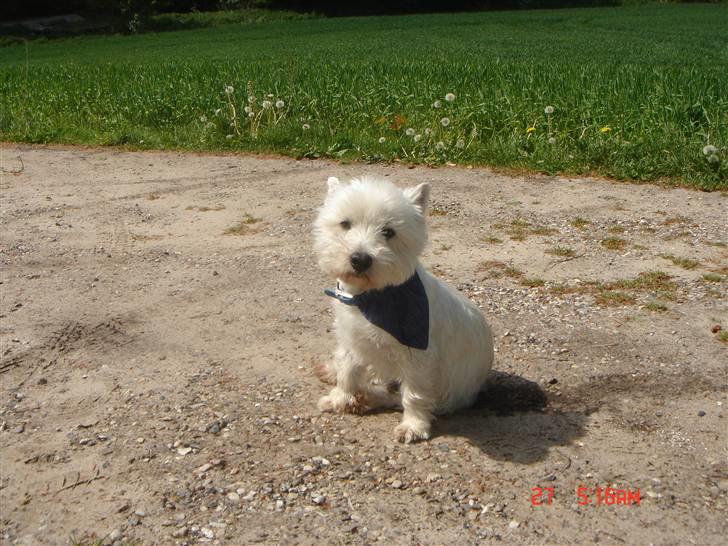 West highland white terrier walter billede 16
