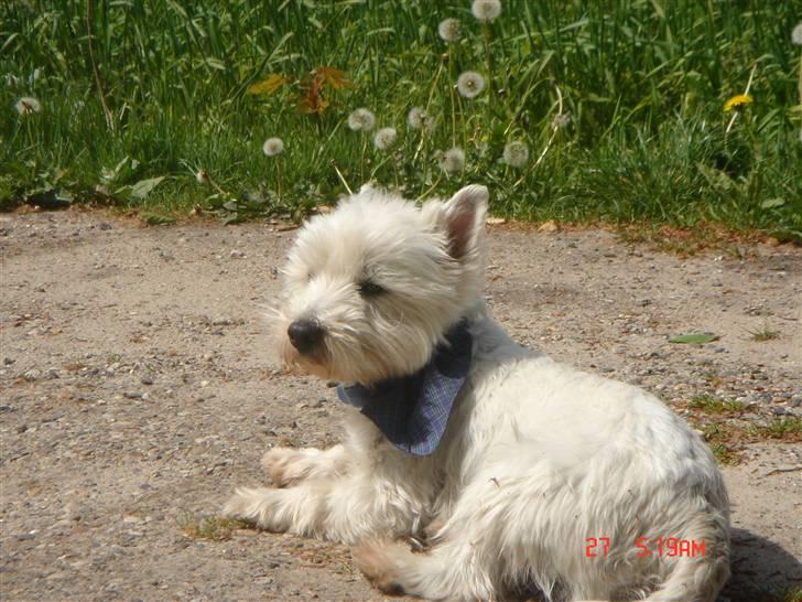 West highland white terrier walter billede 17