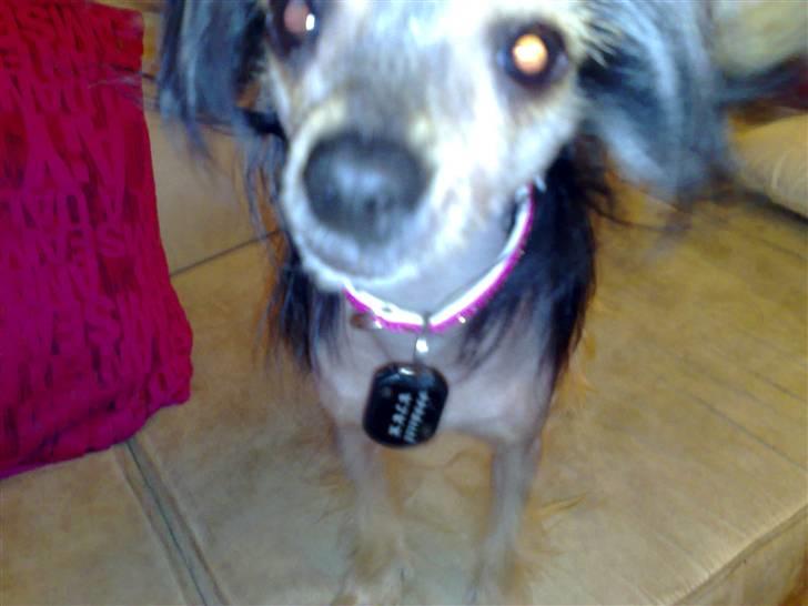 Chinese crested hårløs Kala - Uh, hvad er det for noget der blitzer? billede 8