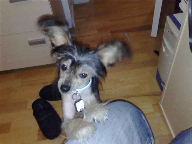 Chinese crested hårløs Kala - Sagde nogen "mad"?? billede 9