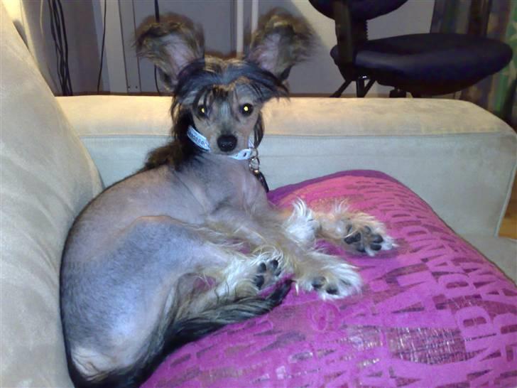 Chinese crested hårløs Kala - Hey, hey, hey... lad min numse være - det er ikke min bedste profil-side !!! billede 10