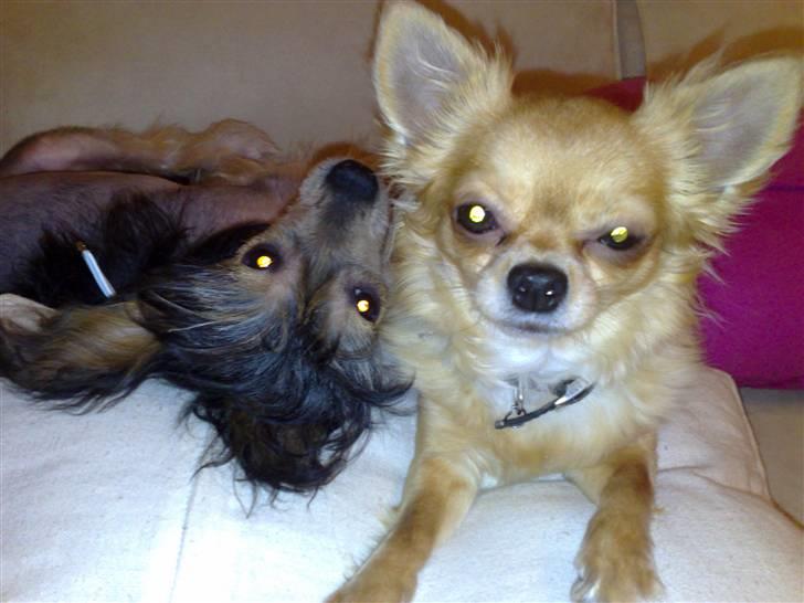 Chinese crested hårløs Kala - We´re hanging out... billede 11