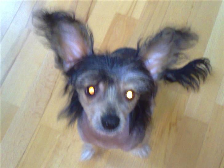Chinese crested hårløs Kala - Scary eyes ! Boo ! billede 12