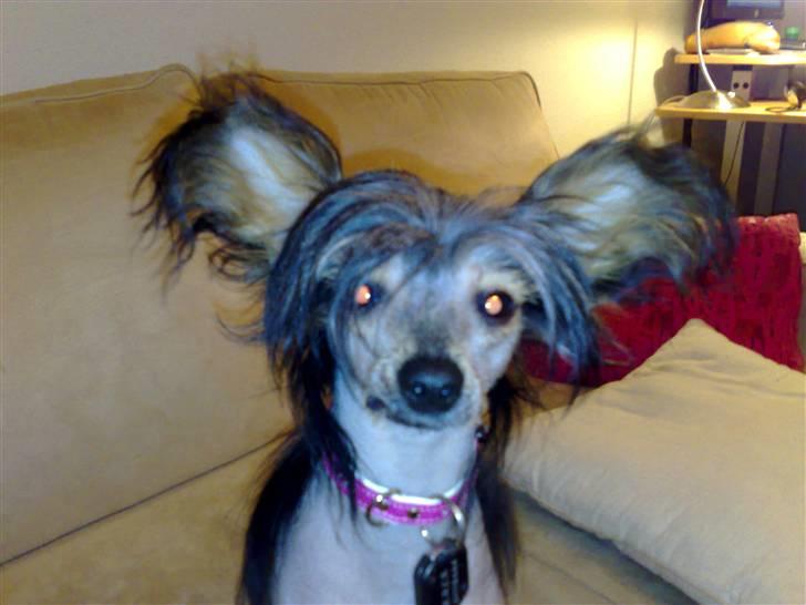 Chinese crested hårløs Kala - Oh, en anelse for tæt på ansigtet, og jeg er lige vågnet... billede 13