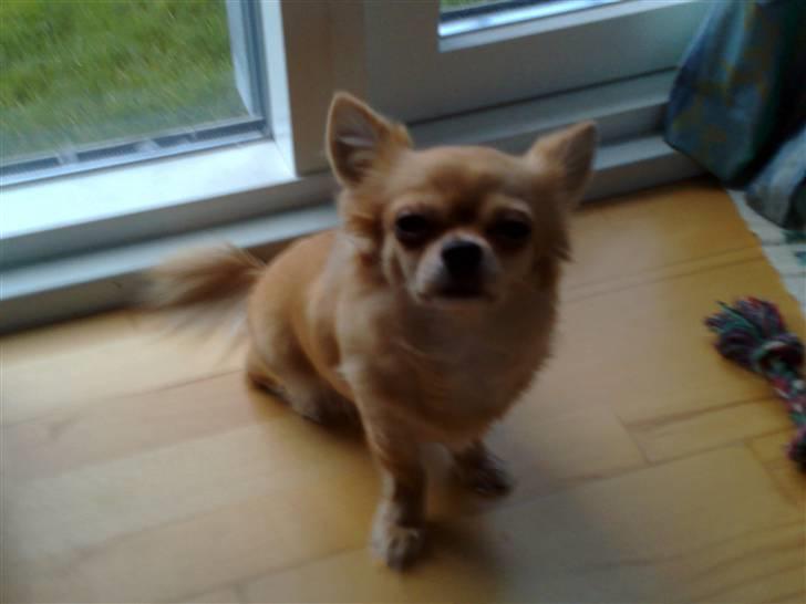 Chihuahua Beauty  - "Øv, det var bare et blad der kom flyvende - håbede det var en kat, flue, edderkop eller isbilen" billede 12