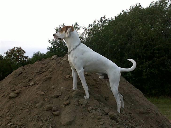 Blanding af racer Bimle billede 1