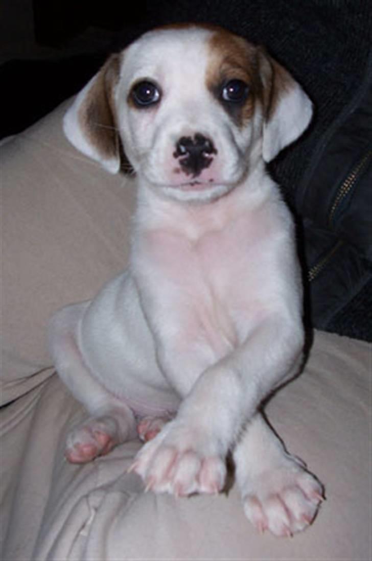 Blanding af racer Bimle - Her er jeg ikke så gammel endda billede 2