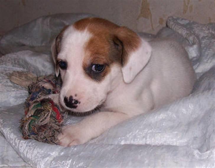 Blanding af racer Bimle - Sådan så jeg ud inden mor og far hentede mig billede 3