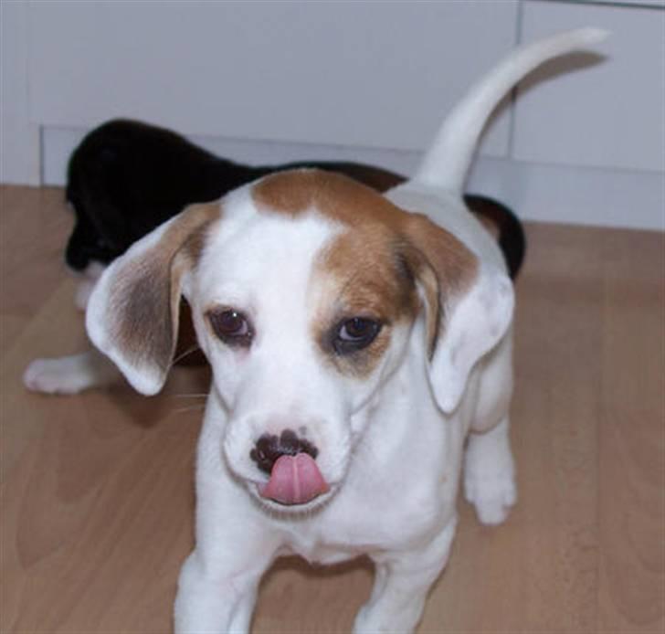 Blanding af racer Bimle - Mums! billede 4