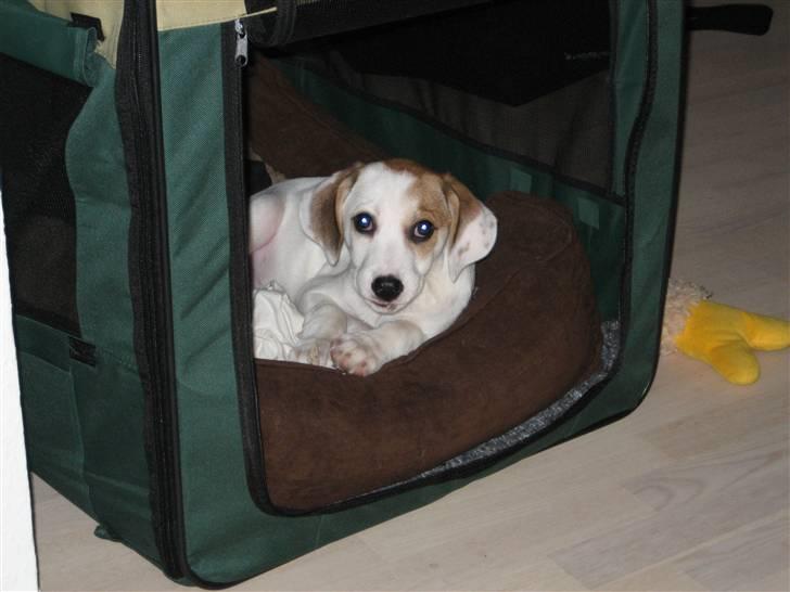 Blanding af racer Bimle - Se min fine hule... Det er faktisk her jeg får lov at ligge når vi skal ud at køre bil billede 5