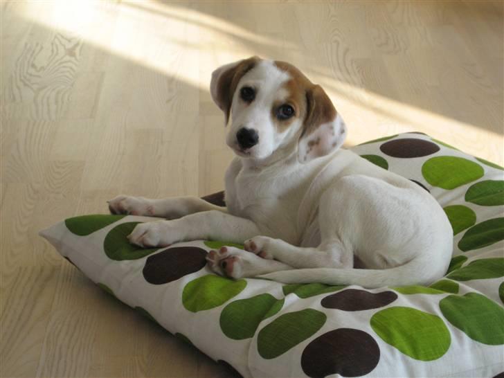 Blanding af racer Bimle - Hvem kan modstå dette blik? billede 6