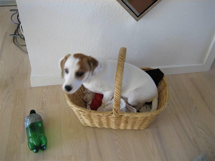 Blanding af racer Bimle - Min kurv til legetøj passer lige i størrelsen til at ligge i billede 7