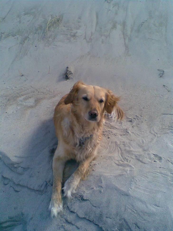 Golden retriever Alu - Alu på stranden:D billede 1