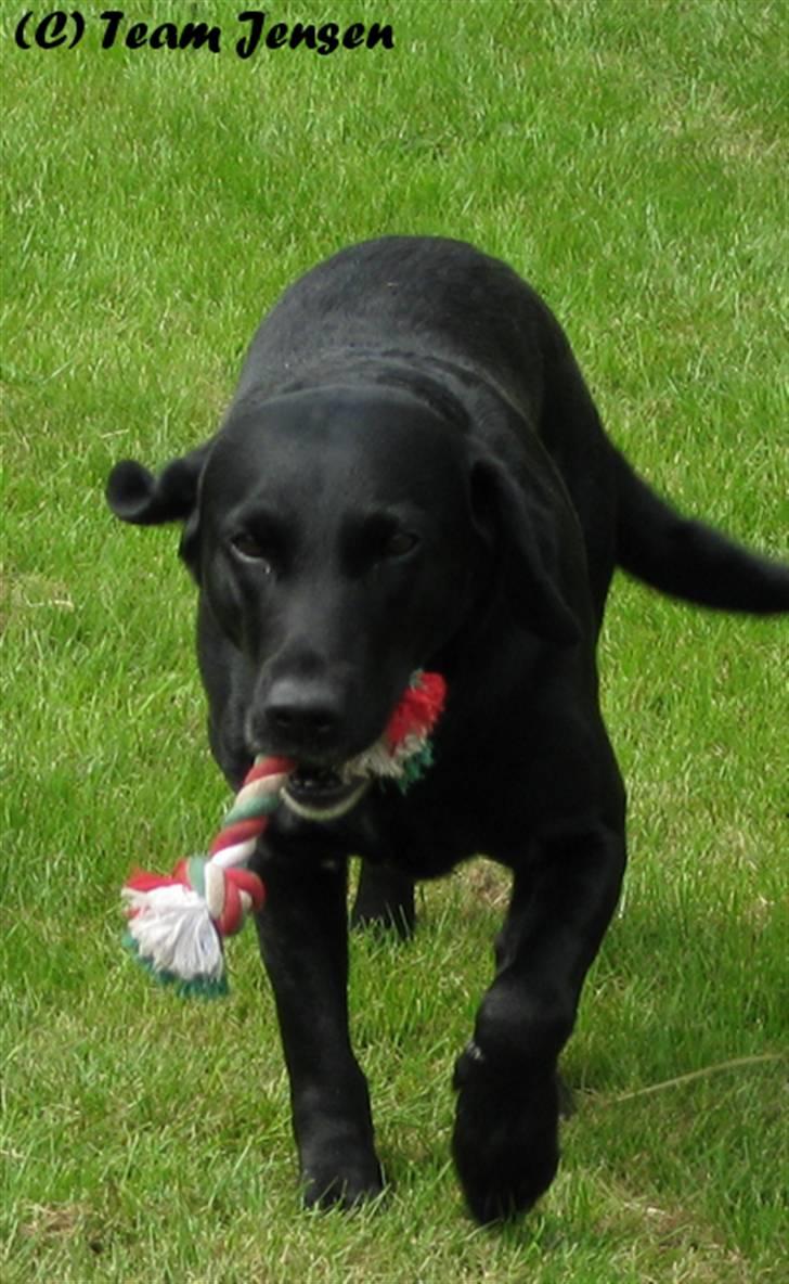 Labrador retriever Chester billede 10